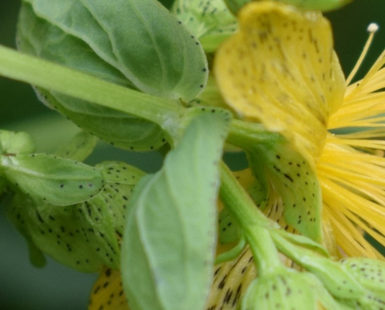 Hypericum maculatum / Erba di San Giovanni delle Alpi